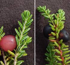 Attēlu rezultāti vaicājumam “Empetraceae”