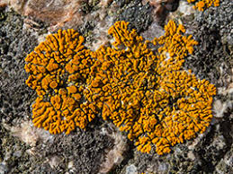 Attēlu rezultāti vaicājumam “Hypocenomyce friesii”