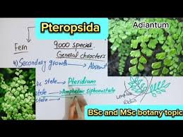 Attēlu rezultāti vaicājumam “Pteropsida”