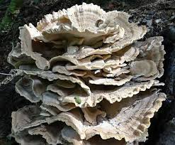 Attēlu rezultāti vaicājumam “Bondarzewia mesenterica”