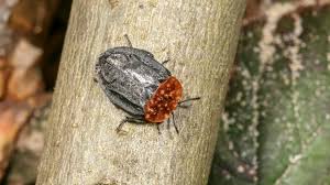 Attēlu rezultāti vaicājumam “Oiceoptoma thoracicum”