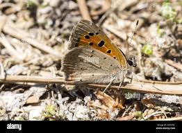 Attēlu rezultāti vaicājumam “Lycaena phlaeas”