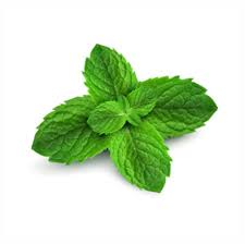 Attēlu rezultāti vaicājumam “Mentha x piperita leaf”