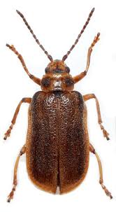 Attēlu rezultāti vaicājumam “Galerucella nymphaeae”