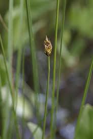 Attēlu rezultāti vaicājumam “Carex chordorrhiza”