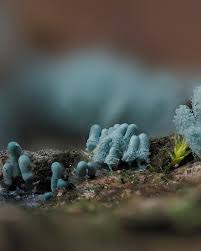 Attēlu rezultāti vaicājumam “Diderma hemisphaericum young”