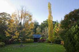 Attēlu rezultāti vaicājumam “Populus tremula”