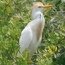 Attēlu rezultāti vaicājumam “Bubulcus ibis”