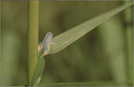 Attēlu rezultāti vaicājumam “Poa trivialis leaf”