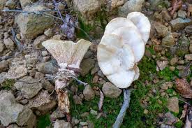 Attēlu rezultāti vaicājumam “Sistotrema confluens”