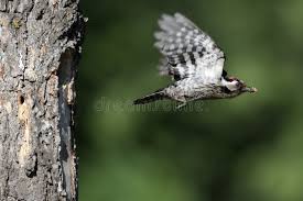 Attēlu rezultāti vaicājumam “Dendrocopos minor male”