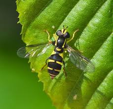 Attēlu rezultāti vaicājumam “Xanthogramma sp. male”