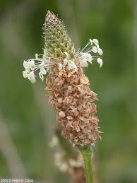 Attēlu rezultāti vaicājumam “Plantago lanceolata”