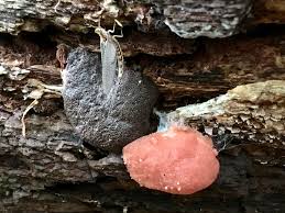 Attēlu rezultāti vaicājumam “Dictydiaethalium plumbeum”