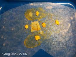 Attēlu rezultāti vaicājumam “Diderma umbilicatum plasmodium”