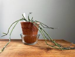 Attēlu rezultāti vaicājumam “Diderma umbilicatum stalked”