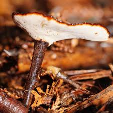 Attēlu rezultāti vaicājumam “Polyporus melanopus”