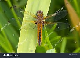 Attēlu rezultāti vaicājumam “Libellula fulva”