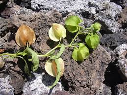 Attēlu rezultāti vaicājumam “Nicandra physalodes”
