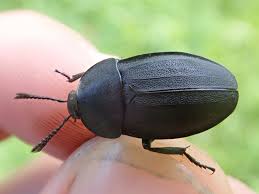 Attēlu rezultāti vaicājumam “Silpha obscura”