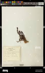 Attēlu rezultāti vaicājumam “Pogonatum dentatum macro”