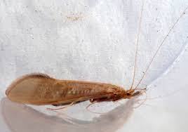 Attēlu rezultāti vaicājumam “Oecetis ochracea”