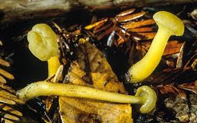 Attēlu rezultāti vaicājumam “Leotia lubrica”