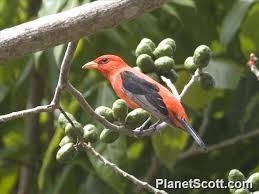 Image result for Piranga olivacea
