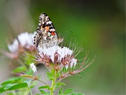 Attēlu rezultāti vaicājumam “Vanessa cardui underside”