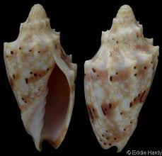 Attēlu rezultāti vaicājumam “Comatricha pulchella”