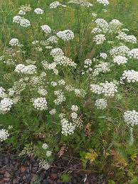 Attēlu rezultāti vaicājumam “Libanotis montana”