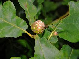 Attēlu rezultāti vaicājumam “Andricus foecundatrix”