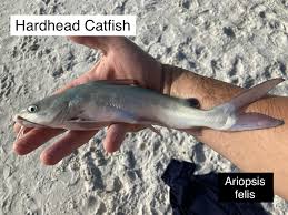 Image result for Ariopsis felis