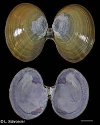 Attēlu rezultāti vaicājumam “Physarum bivalve sessile”