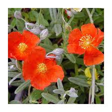 Attēlu rezultāti vaicājumam “Helianthemum nummularium”