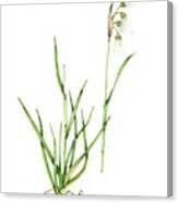 Attēlu rezultāti vaicājumam “Eriophorum latifolium leaf”