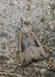 Attēlu rezultāti vaicājumam “Hypena rostralis”