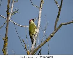 Attēlu rezultāti vaicājumam “Picus viridis”