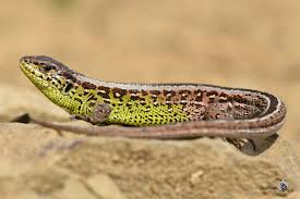 Attēlu rezultāti vaicājumam “Lacerta agilis female”