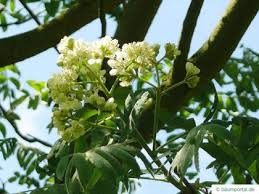 Attēlu rezultāti vaicājumam “Sorbus aucuparia flower”