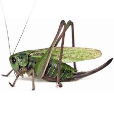 Attēlu rezultāti vaicājumam “Decticus verrucivorus nymph”