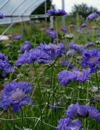 Image result for scabiosa caucasica