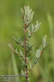 Attēlu rezultāti vaicājumam “Salix myrtilloides leaf”
