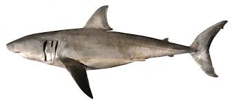 Image result for Carcharodon carcharias
