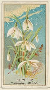 Attēlu rezultāti vaicājumam “Galanthus nivalis flower”