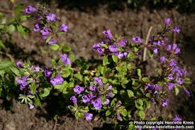 Attēlu rezultāti vaicājumam “Acinos arvensis flower”
