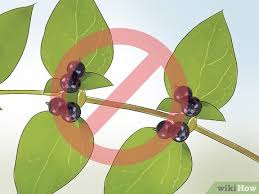 Attēlu rezultāti vaicājumam “Lonicera caprifolium fruit”