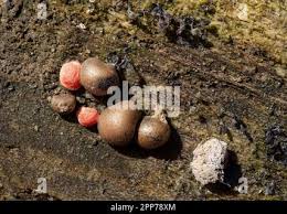 Attēlu rezultāti vaicājumam “Lycogala epidendrum aggr. macro”