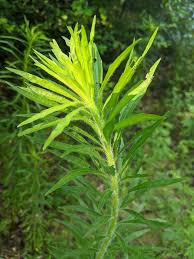 Attēlu rezultāti vaicājumam “Erigeron canadensis”
