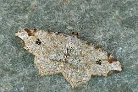 Attēlu rezultāti vaicājumam “Macaria notata”